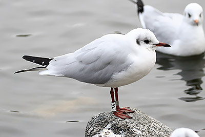Black-headed Gull (Chroicocephalus ridibundus) [Christianshavns vold og voldgrav, Denmark]