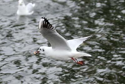 Black-headed Gull (Chroicocephalus ridibundus) [Christianshavns vold og voldgrav, Denmark]