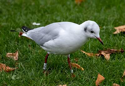 Black-headed Gull (Chroicocephalus ridibundus) [Christianshavns vold og voldgrav, Denmark]