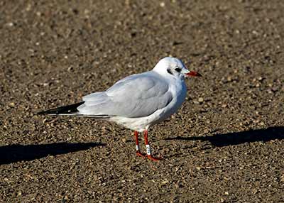 Black-headed Gull (Chroicocephalus ridibundus) [Christianshavns vold og voldgrav, Denmark]