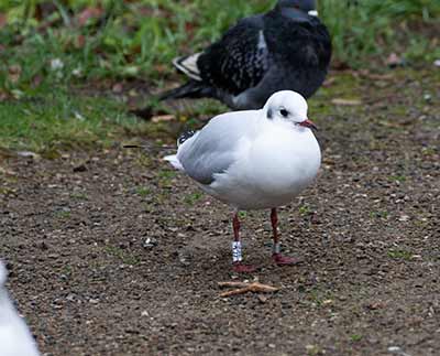 Black-headed Gull (Chroicocephalus ridibundus) [Christianshavns vold og voldgrav, Denmark]