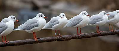 Black-headed Gull (Chroicocephalus ridibundus) [Christianshavns vold og voldgrav, Denmark]