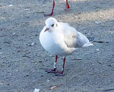 Black-headed Gull (Chroicocephalus ridibundus) [Christianshavns vold og voldgrav, Denmark]
