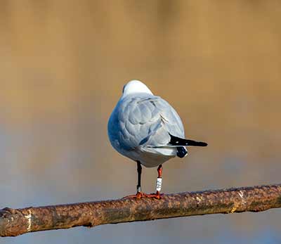 Black-headed Gull (Chroicocephalus ridibundus) [Christianshavns vold og voldgrav, Denmark]