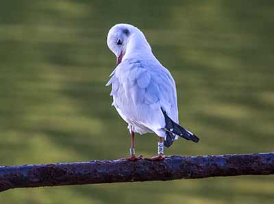 Black-headed Gull (Chroicocephalus ridibundus) [Christianshavns vold og voldgrav, Denmark]