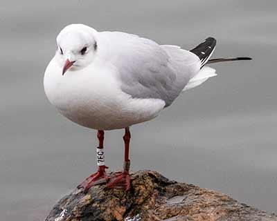 Black-headed Gull (Chroicocephalus ridibundus) [Christianshavns vold og voldgrav, Denmark]