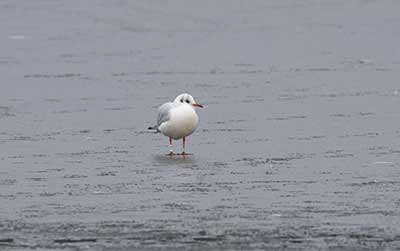 Black-headed Gull (Chroicocephalus ridibundus) [Christianshavns vold og voldgrav, Denmark]