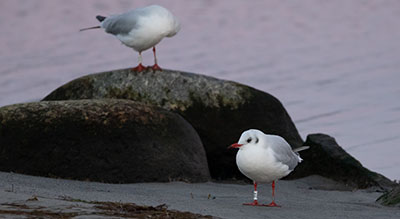 Black-headed Gull (Chroicocephalus ridibundus) [Amager Strandpark, Denmark]
