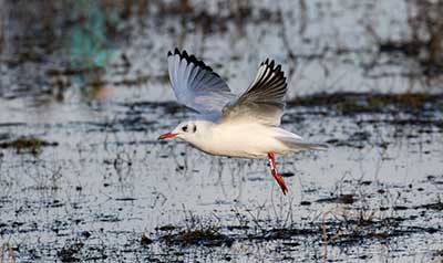Black-headed Gull (Chroicocephalus ridibundus) [Amager Strandpark, Denmark]