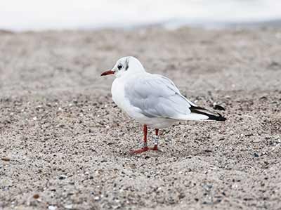 Black-headed Gull (Chroicocephalus ridibundus) [Amager Strandpark, Denmark]