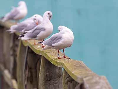 Black-headed Gull (Chroicocephalus ridibundus) [Søstjernen (Amager Strand), Denmark]