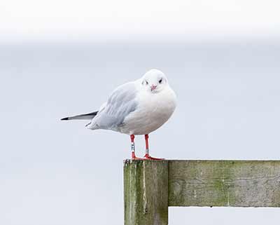 Black-headed Gull (Chroicocephalus ridibundus) [Søstjernen (Amager Strand), Denmark]