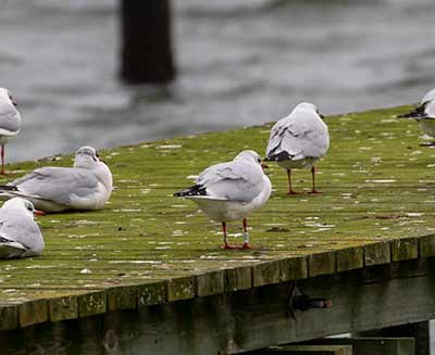 Black-headed Gull (Chroicocephalus ridibundus) [Søstjernen (Amager Strand), Denmark]