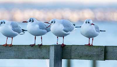 Black-headed Gull (Chroicocephalus ridibundus) [Søstjernen (Amager Strand), Denmark]