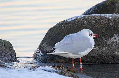 Black-headed Gull (Chroicocephalus ridibundus) [Amager Strandpark, Denmark]