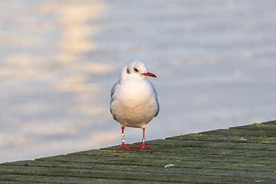 Black-headed Gull (Chroicocephalus ridibundus) [Søstjernen (Amager Strand), Denmark]