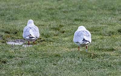 Black-headed Gull (Chroicocephalus ridibundus) [Amager Strandpark, Denmark]