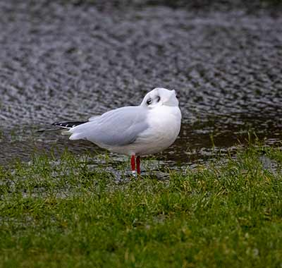 Black-headed Gull (Chroicocephalus ridibundus) [Amager Strandpark, Denmark]