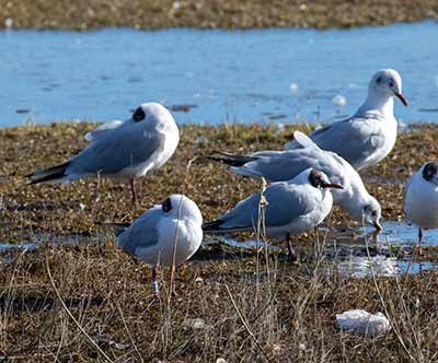 Black-headed Gull (Chroicocephalus ridibundus) [Amager Strandpark, Denmark]