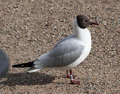 Black-headed Gull (Chroicocephalus ridibundus) [Søerne (København), Denmark]