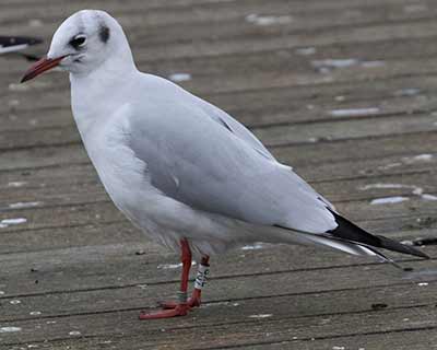 Black-headed Gull (Chroicocephalus ridibundus) [Søerne (København), Denmark]