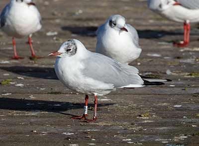 Black-headed Gull (Chroicocephalus ridibundus) [Søerne (København), Denmark]