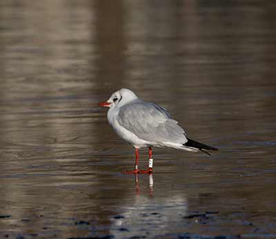 Black-headed Gull (Chroicocephalus ridibundus) [Søerne (København), Denmark]