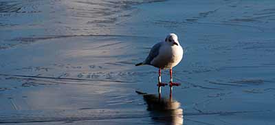 Black-headed Gull (Chroicocephalus ridibundus) [Søerne (København), Denmark]