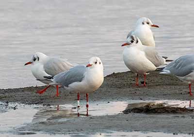 Black-headed Gull (Chroicocephalus ridibundus) [Amager Strandpark, Denmark]