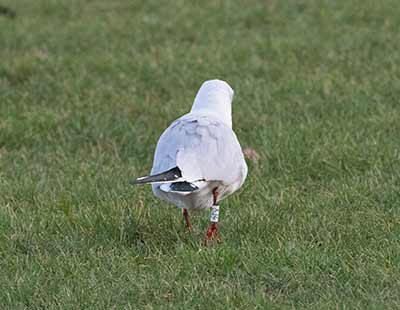Black-headed Gull (Chroicocephalus ridibundus) [Amager Strandpark, Denmark]