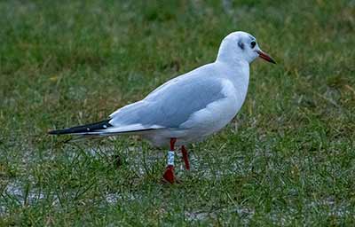 Black-headed Gull (Chroicocephalus ridibundus) [Amager Strandpark, Denmark]