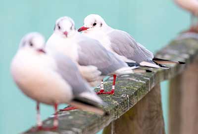Black-headed Gull (Chroicocephalus ridibundus) [Søstjernen (Amager Strand), Denmark]