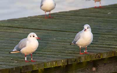 Black-headed Gull (Chroicocephalus ridibundus) [Søstjernen (Amager Strand), Denmark]