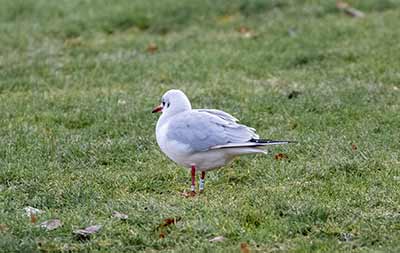 Black-headed Gull (Chroicocephalus ridibundus) [Amager Strandpark, Denmark]