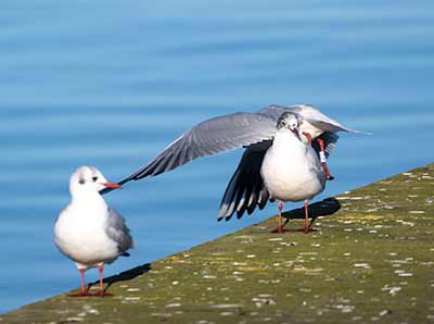 Black-headed Gull (Chroicocephalus ridibundus) [Søstjernen (Amager Strand), Denmark]