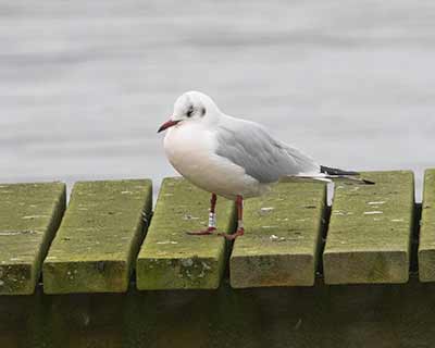 Black-headed Gull (Chroicocephalus ridibundus) [Søstjernen (Amager Strand), Denmark]