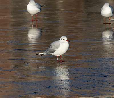 Black-headed Gull (Chroicocephalus ridibundus) [Søerne (København), Denmark]