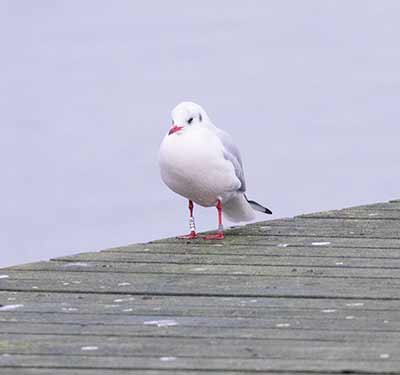 Black-headed Gull (Chroicocephalus ridibundus) [Søstjernen (Amager Strand), Denmark]