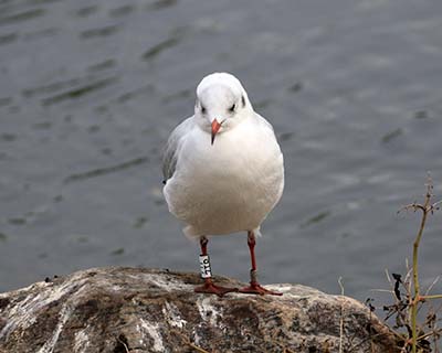 Black-headed Gull (Chroicocephalus ridibundus) [Christianshavns vold og voldgrav, Denmark]