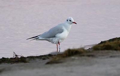 Black-headed Gull (Chroicocephalus ridibundus) [Amager Strandpark, Denmark]