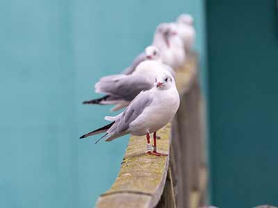 Black-headed Gull (Chroicocephalus ridibundus) [Søstjernen (Amager Strand), Denmark]