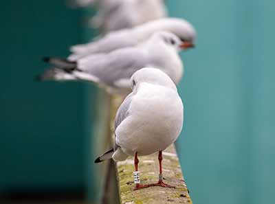 Black-headed Gull (Chroicocephalus ridibundus) [Søstjernen (Amager Strand), Denmark]