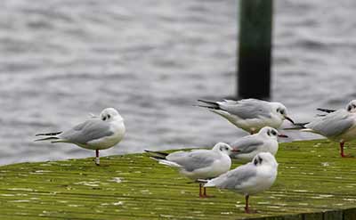 Black-headed Gull (Chroicocephalus ridibundus) [Søstjernen (Amager Strand), Denmark]