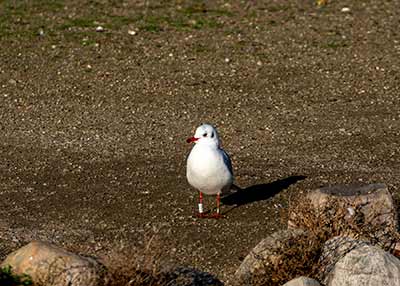 Black-headed Gull (Chroicocephalus ridibundus) [Christianshavns vold og voldgrav, Denmark]