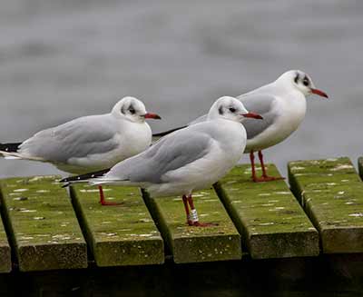 Black-headed Gull (Chroicocephalus ridibundus) [Søstjernen (Amager Strand), Denmark]