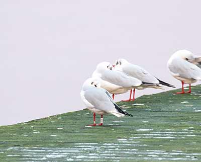 Black-headed Gull (Chroicocephalus ridibundus) [Søstjernen (Amager Strand), Denmark]