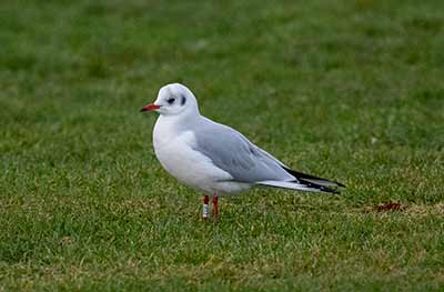 Black-headed Gull (Chroicocephalus ridibundus) [Amager Strandpark, Denmark]