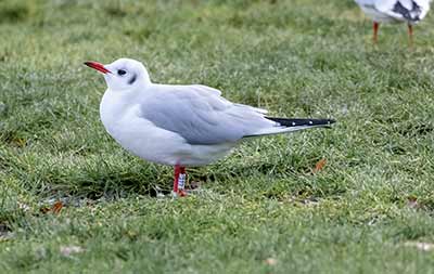 Black-headed Gull (Chroicocephalus ridibundus) [Amager Strandpark, Denmark]