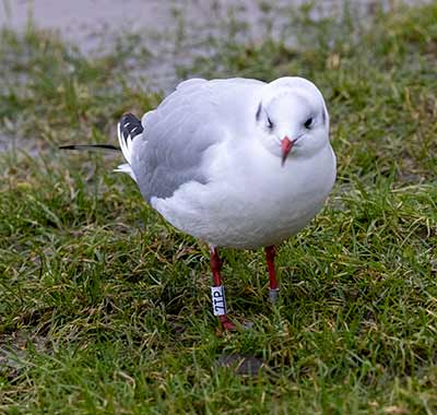 Black-headed Gull (Chroicocephalus ridibundus) [Amager Strandpark, Denmark]
