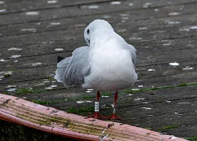 Black-headed Gull (Chroicocephalus ridibundus) [Søerne (København), Denmark]